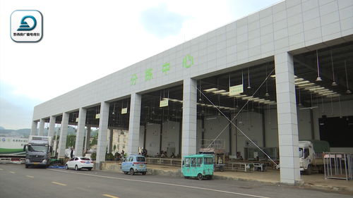 粵港澳大灣區 菜籃子 產品黔西南州配送分中心 每日收購韭菜25噸 成為市場 搶手貨