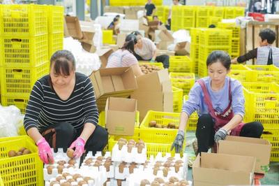 你在“芭芭農場”種的獼猴桃值10個億!武功縣打造中國獼猴桃電商第一縣